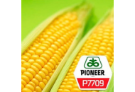 P7709 - кукуруза, 80 000 семян, Pioneer (Пионер) фото, цена
